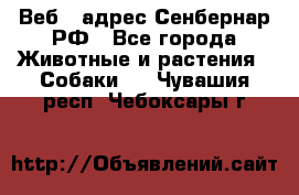 Веб – адрес Сенбернар.РФ - Все города Животные и растения » Собаки   . Чувашия респ.,Чебоксары г.